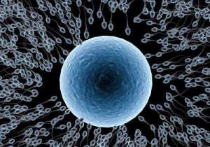 試管嬰兒多少錢